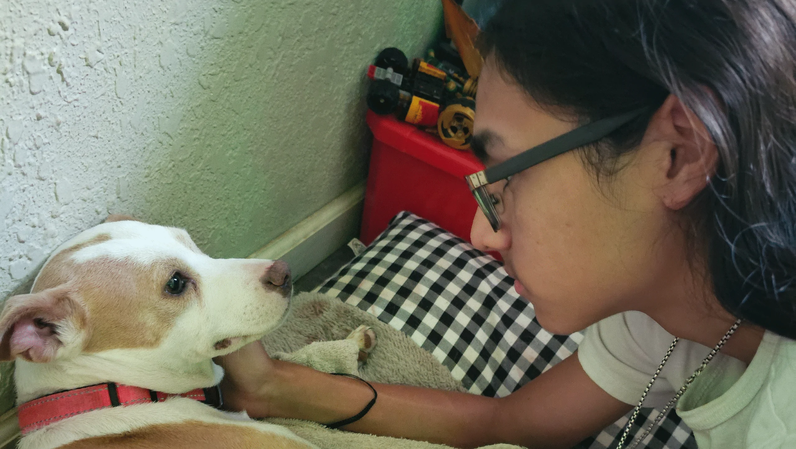 Support Aries’ Life-Saving Surgery – GoFundMe Fundraiser gofundme Donation Help